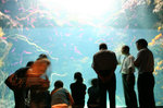 潮目の海　Sea of junction line between ocean currents　02